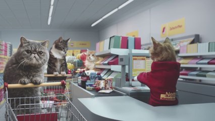 Des chats qui font leurs courses ! MDR ! [HD]