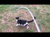 Excited Cat Loves Chasing Hose Water Around Garden