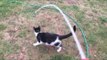 Excited Cat Loves Chasing Hose Water Around Garden