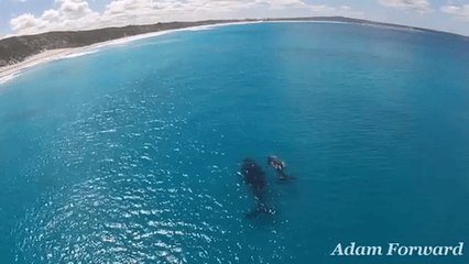 Download Video: Drone Video Captures Mother Whale, Calf Cruising W. Australia Coast