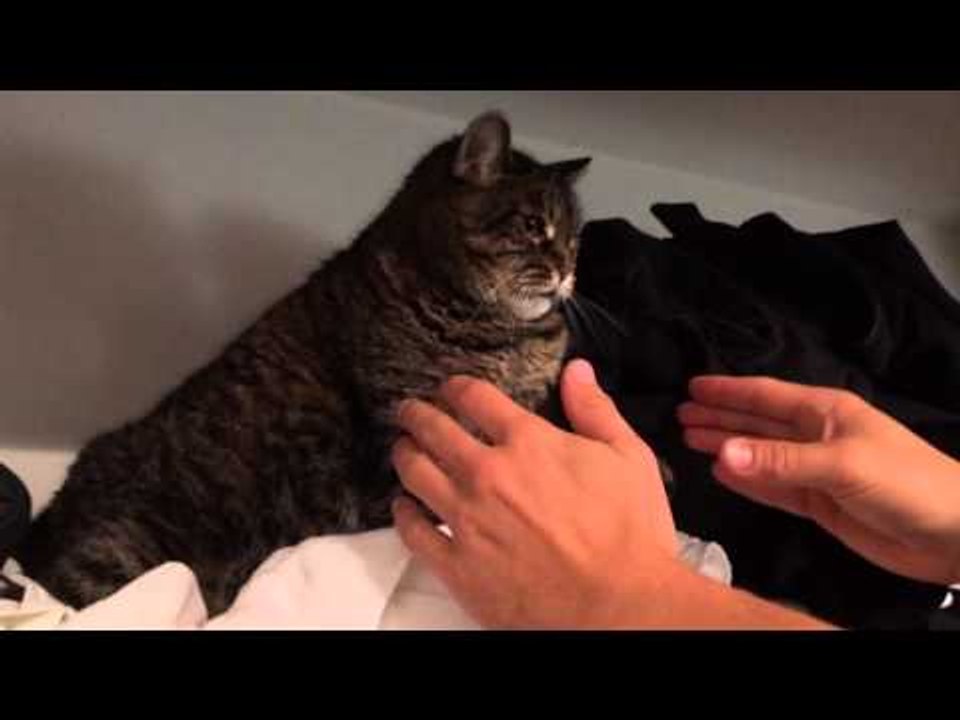 Grumpy Cat Does Not Want to Come Down