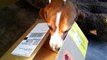 Un beagle curioso guarda dentro al cartone. Ciò che vede non lo fa smettere DI TREMARE