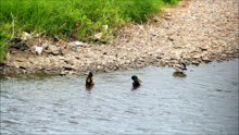 Wild ducks in an urban river Дикие утки в городской реке