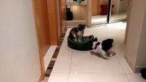 Un Bulldog français se fait squatter son panier par un chat