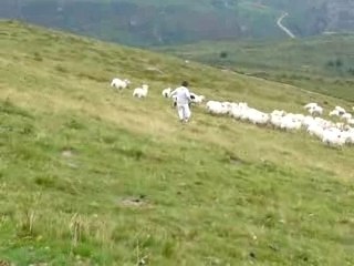 Sheep hunting