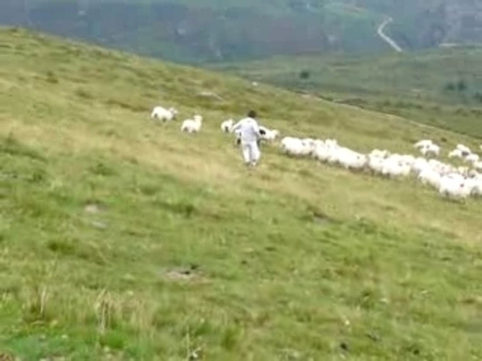 Sheep hunting