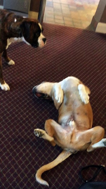 Dog Plays Dead and Makes His Buddy Worried