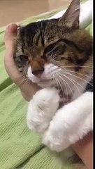 Cat Refuses To Let Go