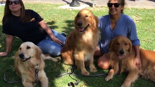 Golden Retriever Littermates Reunited For The First Time Since Puppies They Act Like Identical Twins