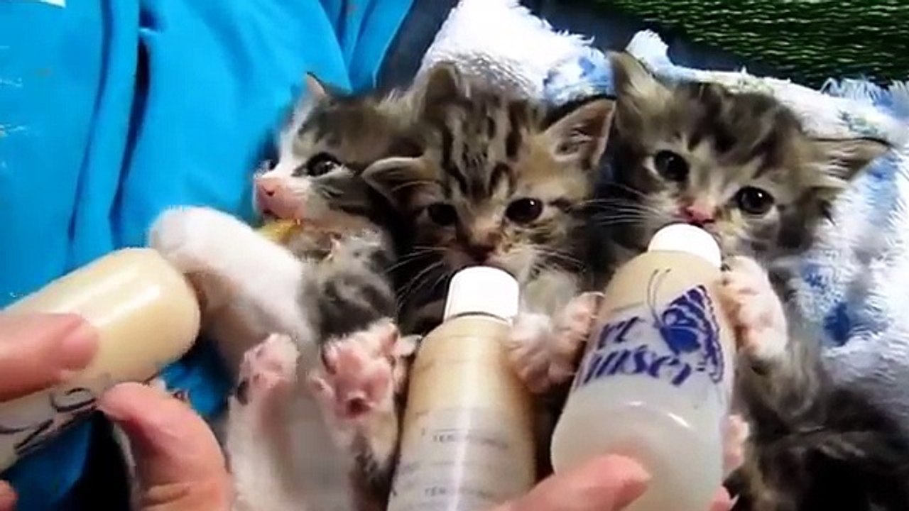 Маленькие котята, милашки сосут молочко!