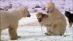 Un gros ours blanc adopte un chien loup 