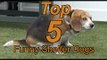 Dog Shelter Releases 'Top 5 Funny Shelter Dogs' Compilation