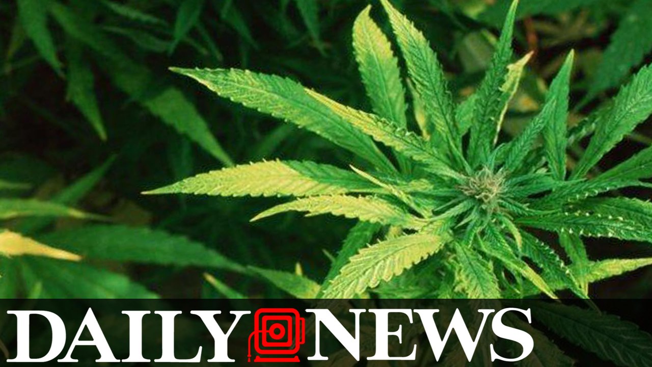 Cops find Bronx marijuana grow house with dangerous wiring