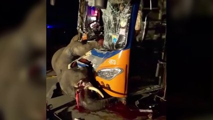 Bus kills escaped elephant, drags body for 100 feet