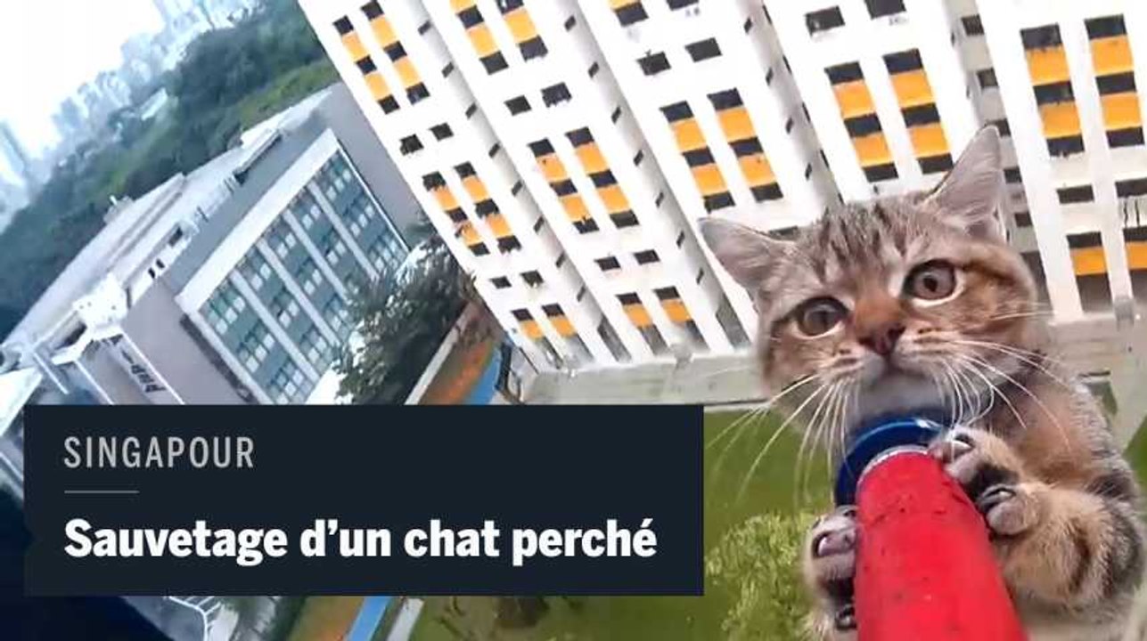 Spectaculaire sauvetage d'un chaton coincé au 12e étage à Singapour
