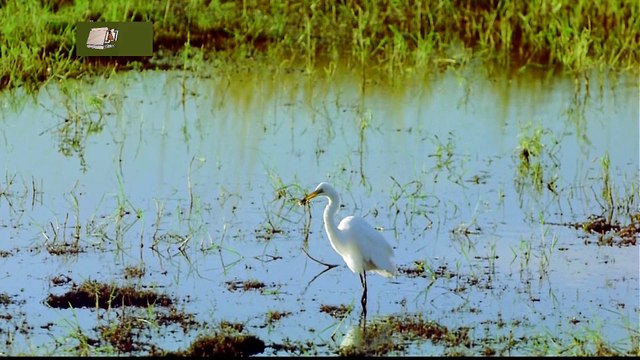 Мир Дикой Природы- Тигры