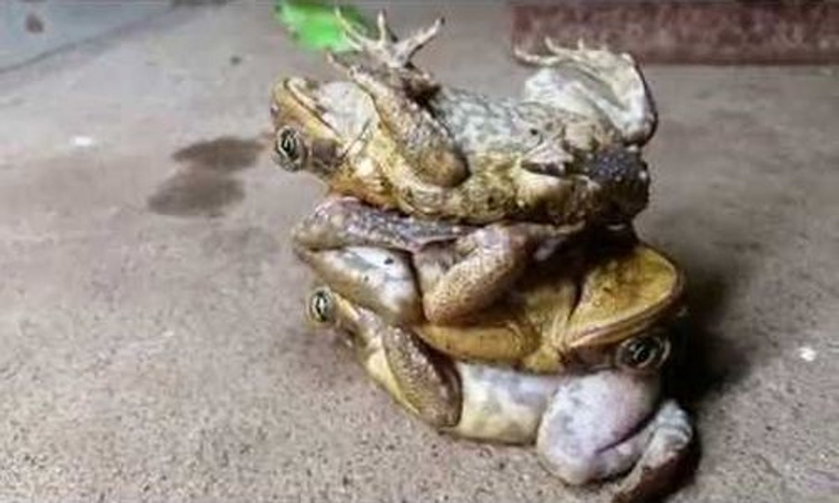 Technique pour empiler des crapauds vivants !