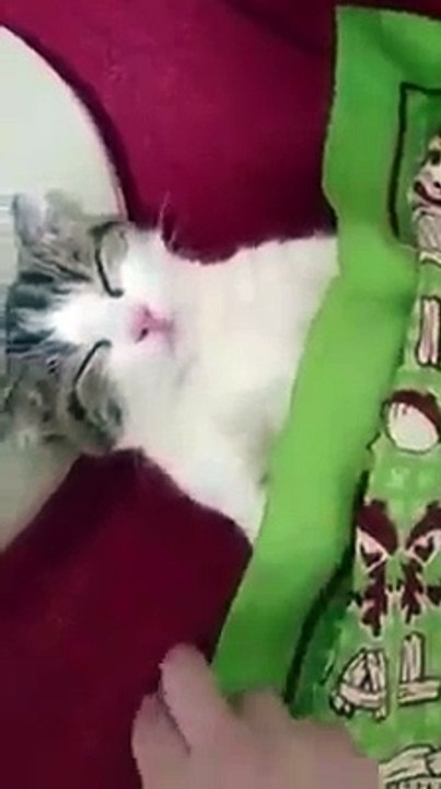 sleepy kitty