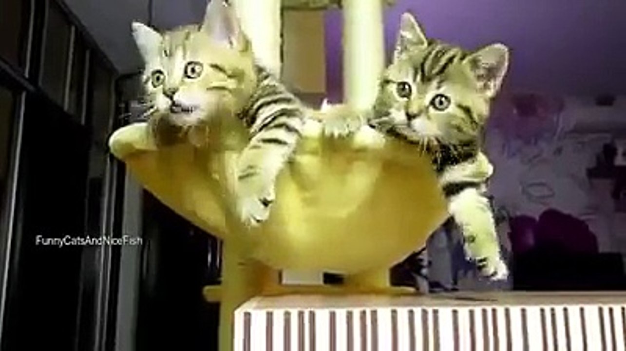kittens playing