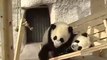 Panda's playing very intresting vedio