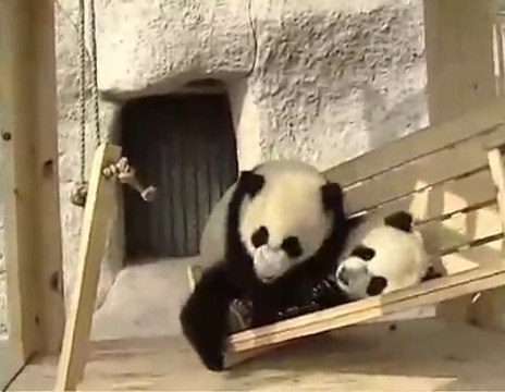 Panda's playing very intresting vedio