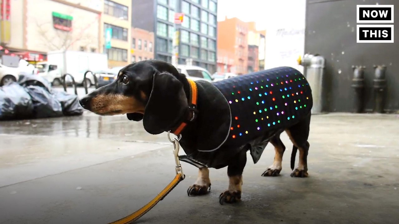 LED Dog Vest You Control With Your Smartphone