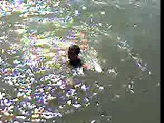 un con saute dans le port de la rochelle