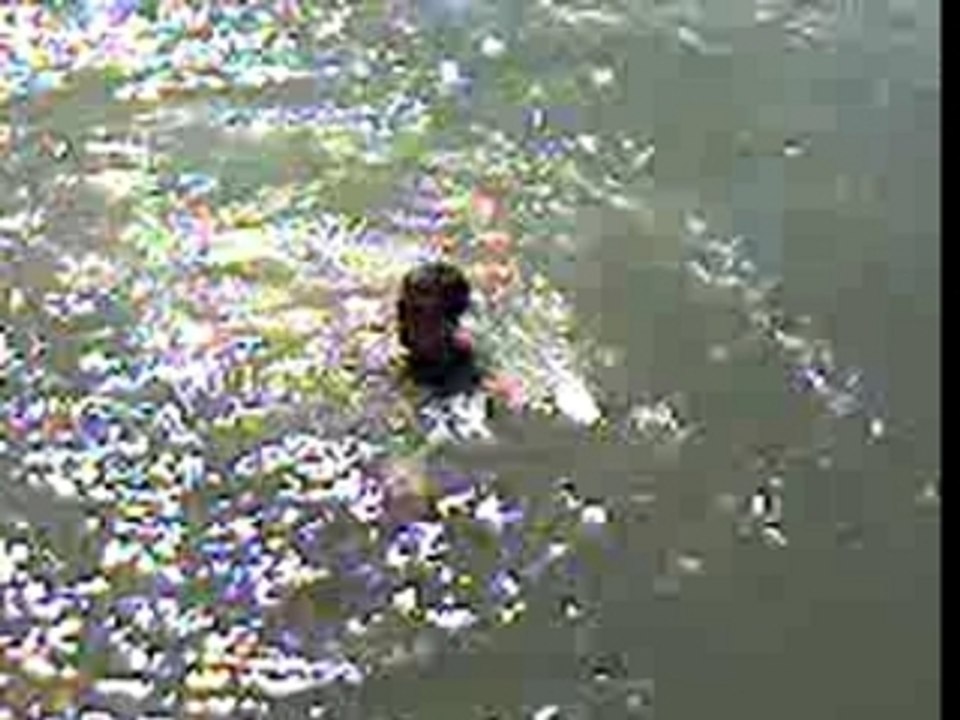 un con saute dans le port de la rochelle
