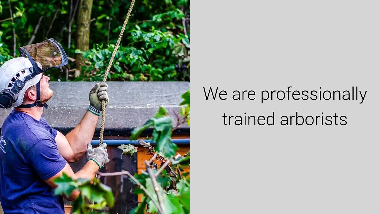 Tree Surgeons In Nottingham Call Us 07905 675 171   For Tree Surgeons Nottingham