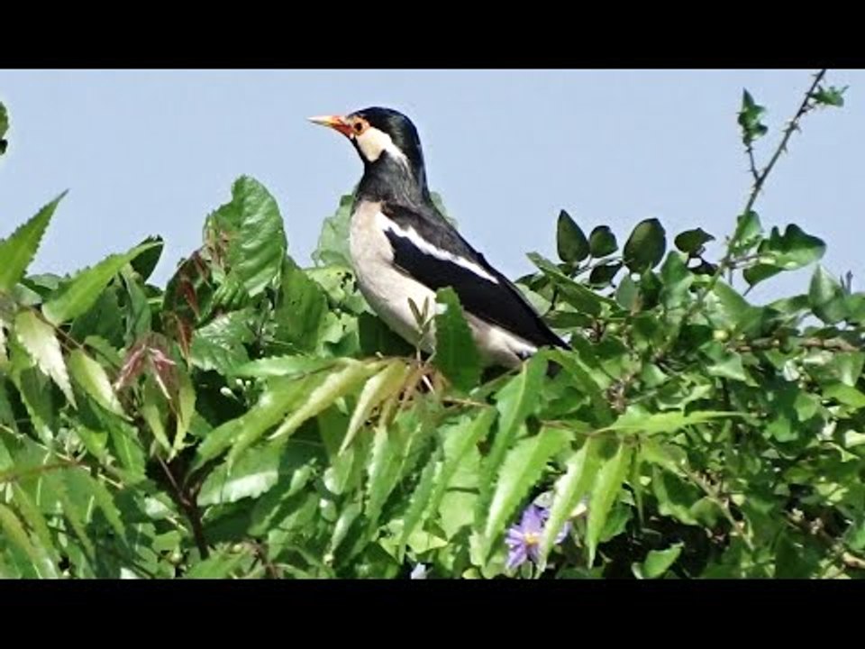 Beautiful Bird In The Word