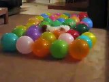 Köpekten Balon Patlatma Performansı