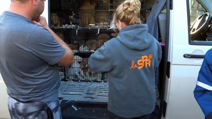 Aisne : des chiots saisis sur l'autoroute A26