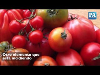 Desinterés de productores de tomate