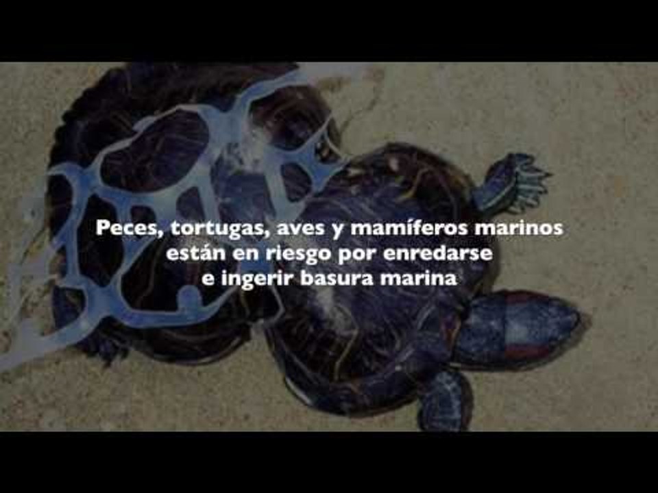 Océanos, el corazón de nuestro planeta a la espera de un rescate