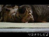 Tsuneo vs pippi (Japanese cats that fight)