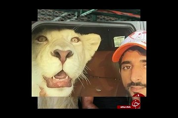 خودنمایی بچه پولدارهای عرب با قلیان و اسلحه طلا و پلنگ و ماشین های لوکس
