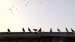 Cerablus'un Güvercinleri Yeniden Özgürlüğe Kanat Çırpıyor