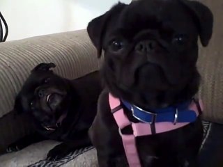 Two Black Pugs Head Tilt