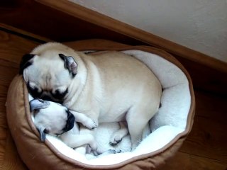 TWO PUGS SNORING