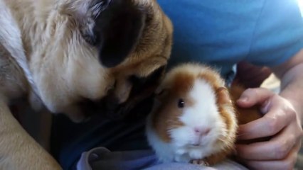 Weird Things My Pug Does