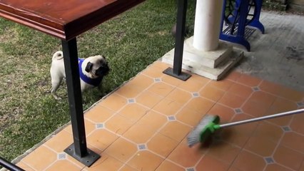 When nice Pugs go bad