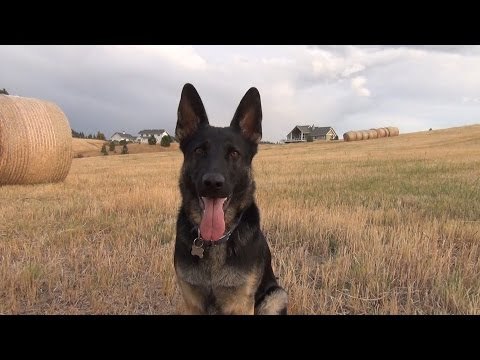 German Shepherd Plays With Bales of Hay