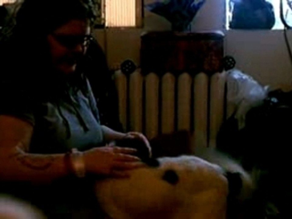 Papillon welcoming Tess home from hospital