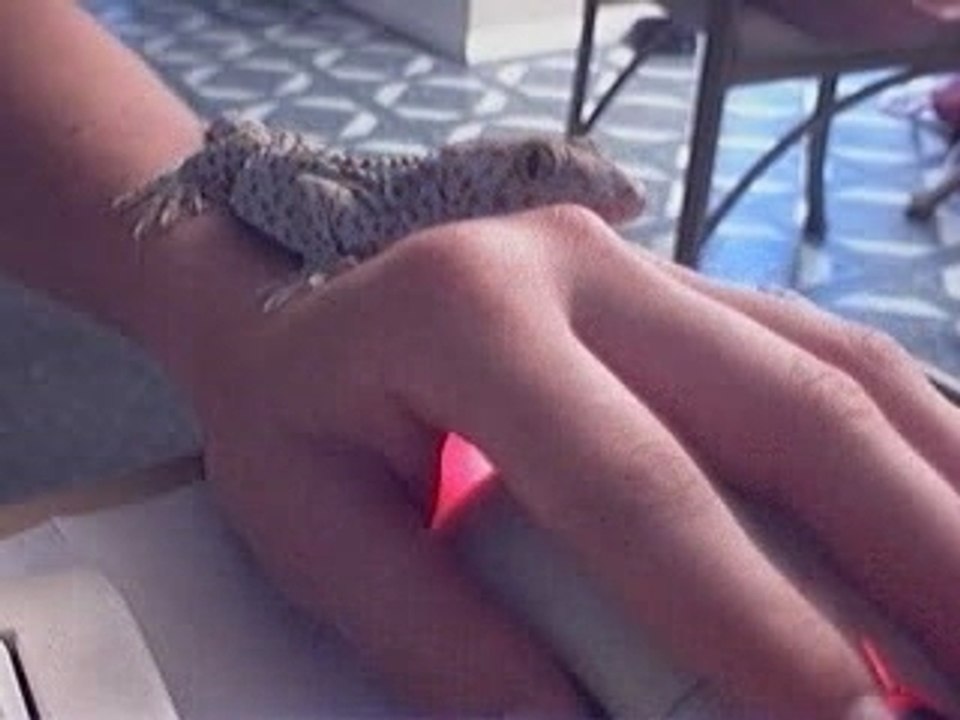 mon new gecko