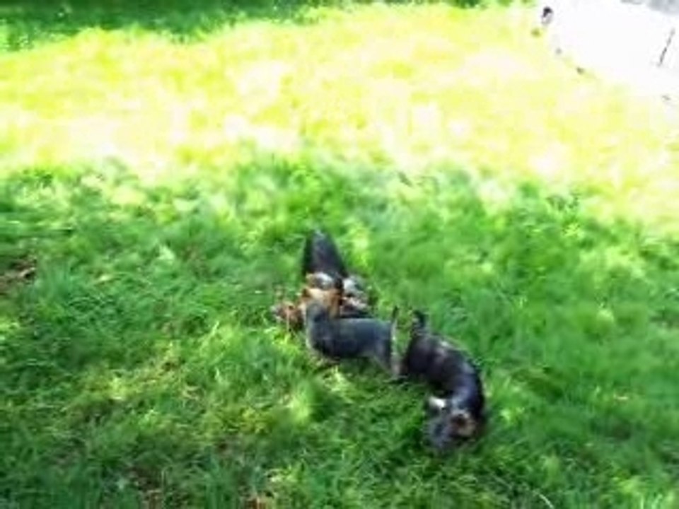 Les bébés york au jardin