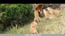 Most Amazing Wild Animal Attacks lion, tiger, deer, Crocodile -