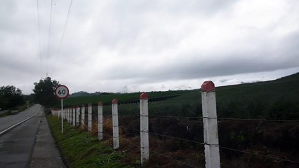CULTIVOS PAPAYA Y PIÑA (2)