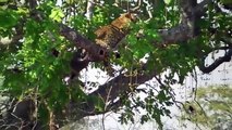 Wild Animal Attacks Leopard Hunting - Cheetah Attacks Animals Attack -