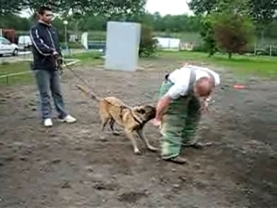 mordant corso 5 mois et demi