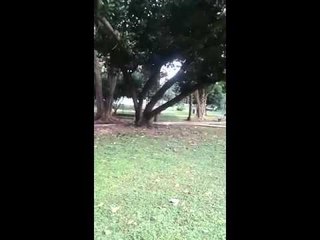 Viceministra Zulema Sucre obliga a escoltas a pasear su perro